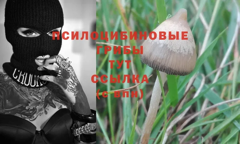 Псилоцибиновые грибы Psilocybe  Кохма 